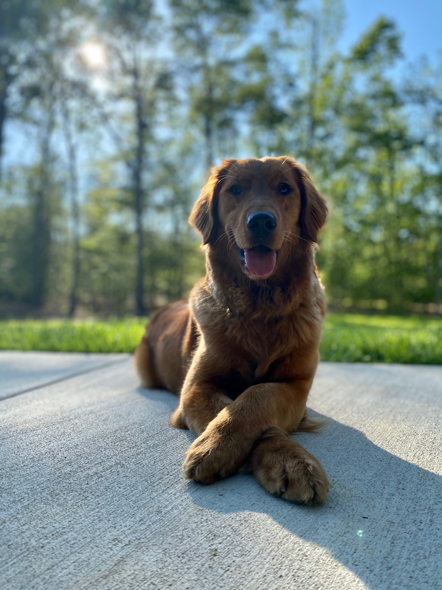 Charles County Sheriff’s Office Adopts Therapy Dog as Part of New Comfort K9 Program